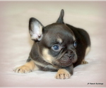 Small #1 French Bulldog