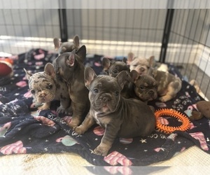 French Bulldog Puppy for sale in CHERRY VALLEY, CA, USA