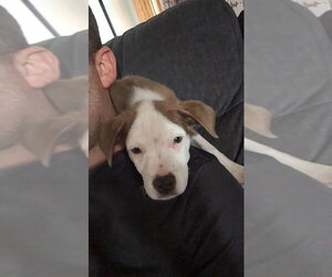 Mutt Dogs for adoption in New London, WI, USA