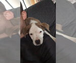 Small Mutt