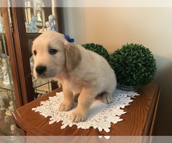 Medium Photo #11 Golden Retriever Puppy For Sale in WEBSTER CITY, IA, USA