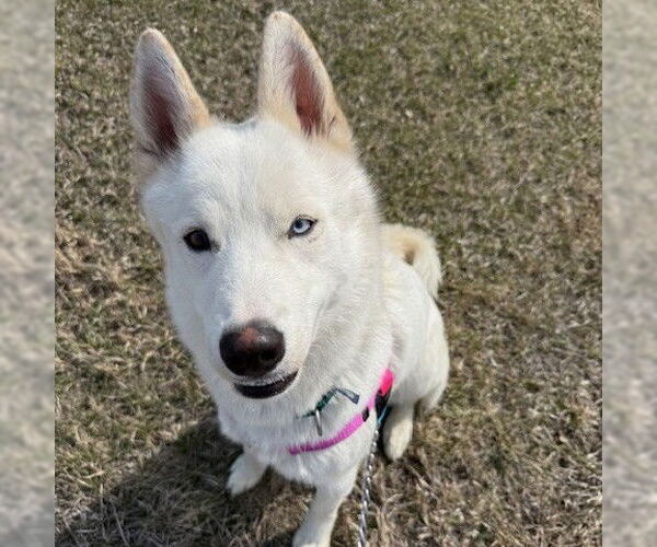 Medium Photo #38 Huskies -Unknown Mix Puppy For Sale in Fargo, ND, USA