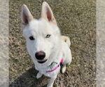 Small #37 Huskies  Mix