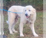 Small #3 Great Pyrenees Mix