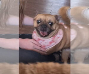 Daisy - Female French Bulldog Dog for Adoption - Photo #2