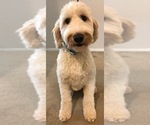 Small Photo #7 Goldendoodle Puppy For Sale in MANSFIELD, TX, USA
