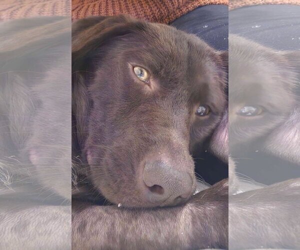 Medium Photo #7 Labrador Retriever Puppy For Sale in Fort Worth, TX, USA