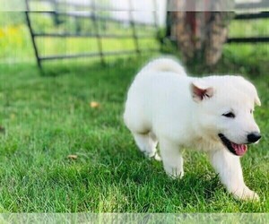 German Shepherd Dog Puppy for sale in CARDINGTON, OH, USA