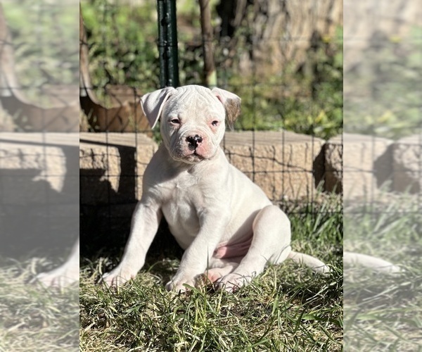 Medium Photo #13 American Bulldog Puppy For Sale in PLUMAS LAKE, CA, USA