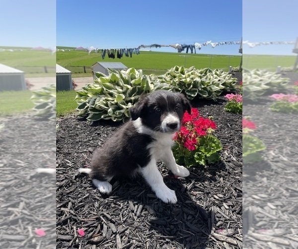 Medium Photo #7 Border Collie Puppy For Sale in BLOOMINGTON, WI, USA