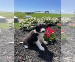 Small Photo #7 Border Collie Puppy For Sale in BLOOMINGTON, WI, USA