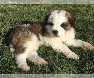 Saint Bernard Puppy for sale in EAGLE, ID, USA