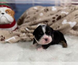 English Bulldog Puppy for sale in OOLOGAH, OK, USA