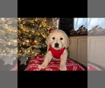 Small Photo #2 Golden Retriever Puppy For Sale in GRASS VALLEY, CA, USA