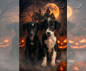 Border Collie-Unknown Mix Dogs for adoption in Claremore, OK, USA