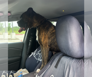 Boxer Dogs for adoption in Katy, TX, USA