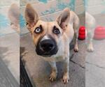 Small #1 German Shepherd Dog