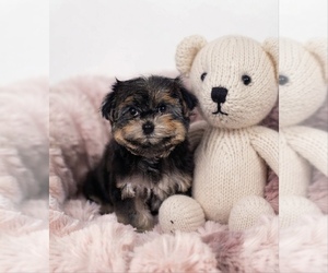 Morkie Puppy for sale in VIENNA, GA, USA