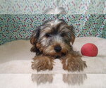 Puppy Cash Yorkshire Terrier