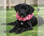 Small #4 Labrador Retriever Mix