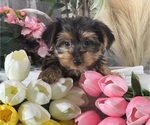Small Yorkshire Terrier