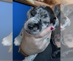 Great Dane Puppy for sale in OWATONNA, MN, USA