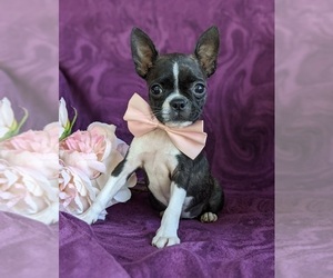 Boston Terrier Puppy for sale in NARVON, PA, USA