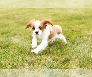 Cavalier King Charles Spaniel Puppy for sale in MILLERSBURG, IN, USA