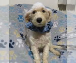 Small #2 Miniature Schnauzer-Poodle (Miniature) Mix
