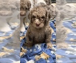 Small Photo #9 Labradoodle Puppy For Sale in PINEVILLE, LA, USA