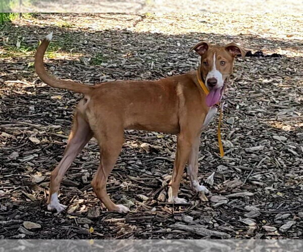Medium Photo #2 Mutt Puppy For Sale in Bloomingdale, NJ, USA