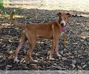 Jet - Male Mutt Dog for Adoption - Photo #2