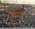 Small #1 Mutt