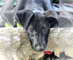 Small Photo #3 German Shepherd Dog-Unknown Mix Puppy For Sale in Royal Palm Beach, FL, USA