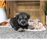 Small #4 Schnauzer (Miniature)