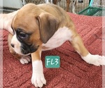Puppy Tjarks  FL6 Boxer