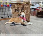 Small #17 Shiba Inu Mix