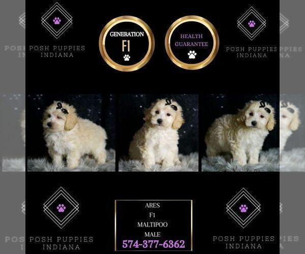 Medium Photo #42 Maltipoo (Miniature) Puppy For Sale in WARSAW, IN, USA