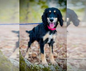 Poodle (Standard)-Unknown Mix Dogs for adoption in Pacolet, SC, USA