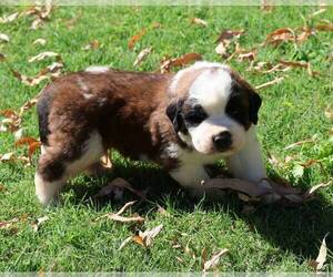 Saint Bernard Puppy for sale in TURLOCK, CA, USA