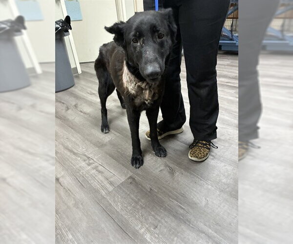 Medium Photo #1 German Shepherd Dog Puppy For Sale in Stockton, CA, USA