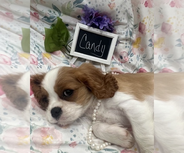 Medium Photo #5 Cavalier King Charles Spaniel Puppy For Sale in ABILENE, TX, USA
