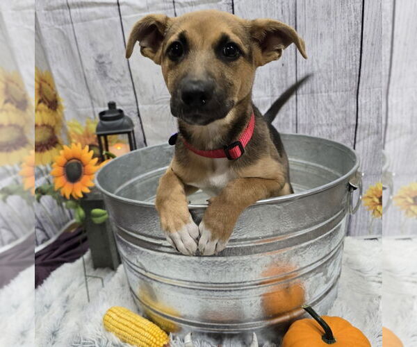 Medium Photo #11 Mutt Puppy For Sale in Fargo, ND, USA