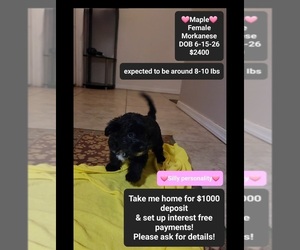 Havanese-Morkie Mix Puppy for sale in TUCSON, AZ, USA