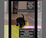 Image preview for Ad Listing. Nickname: Maple