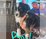 Small Photo #4 Miniature American Shepherd Puppy For Sale in WALLER, TX, USA