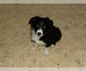 Border Collie Puppy for sale in BLOOMINGTON, WI, USA