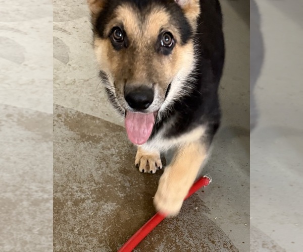 Medium Photo #1 German Shepherd Dog Puppy For Sale in BRIGHTON, CO, USA