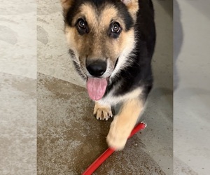 German Shepherd Dog Puppy for sale in BRIGHTON, CO, USA