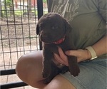 Small #6 Chesapeake Bay Retriever